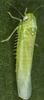 Live specimen: Habitus (male). (Observation).
