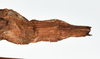 CollectionObject 1559915; 69f249c1-6a19-4cfc-9601-d21466f11b2b: copyright MNHN, Paris. female: end of abdomen, dorsal view (paratype). (CollectionObject).