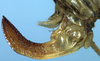 CollectionObject 1532260; NMW 1959, 529f461c-ba2f-40f8-98f0-87505d154a72: female ovipositor (syntype of Phrixa sima). (CollectionObject).