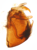 Pygofer, lateral view on Paraliburnia kilmani (Van Duzee, 1897): (Observation).