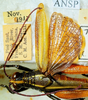 CollectionObject 1498827; b4f7727e-1f33-4456-9479-f8b186356cc6: 2012. male, dorsal view. (CollectionObject).