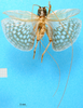 CollectionObject 1474991; ec7be979-a81d-4ed0-9063-db52ddf79877, MfN 3450: female, dorsal view (holotype). (CollectionObject).