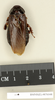 CollectionObject 1572999; 15b2b8ac-1180-4dd1-8cff-f1fce36e3fc2: Copyright Natural History Museum, London. Non-type (adult male) in BM(NH). Dorsal view. (CollectionObject).
