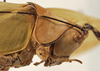 CollectionObject 1534737; 8fbba751-1bf9-4070-826f-8041bb01864b: female pronotum, lateral view (syntype). (CollectionObject).