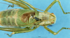 CollectionObject 1507128; 79b4e3ce-f0e2-4c43-b6fa-cc64a0bfff8d: male, dorsal view. (CollectionObject).