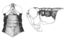 Ronderosia bergii (Stål, 1878): Fig. 1G-H. head and pronotum, color patterns. (Otu).