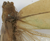 CollectionObject 1539776; a581de7d-de31-460d-9420-b6f81f6ea3b2: female pronotum dorsal (holotype of Arantia ovalipennis). (CollectionObject).