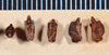 Acanthoxyla geisovii (Kaup, 1866): copyright MONZ, Wellington. eggs, Greymouth, 23.03.1944, J.T. Salmon. (Otu).