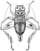 Neonemobius eurynotus (Rehn & Hebard, 1918): Fig. 1. female, dorsal view (body length 10.0mm, pronotum 1.95mm, femur 5.5mm). (Otu).