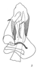 Aedeagus, dorsal view on Caravellita saccibuccis (Emeljanov, 2007): (Observation).