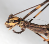 CollectionObject 1558657; 133da2a3-3d44-4789-86e5-4671977f2951: copyright NMW, Vienna. male: head & thorax, lateral view (syntype). (CollectionObject).;CollectionObject 1558658; d4fb1899-121f-4e8d-be5e-b67e32f58e28: copyright NMW, Vienna. male: head & thorax, lateral view (syntype). (CollectionObject).