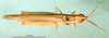 CollectionObject 1579397; acd1cb7d-6f3c-4316-87a4-cf581299b84a: male, dorsal view (paratype). (CollectionObject).