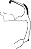 Aedeagus, lateral view: Aedeagus, lateral view. (Observation).