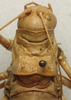 CollectionObject 1535220; b8347427-f8cd-4047-8370-1888ecac7201: male pronotum, dorsal view (lectotype). (CollectionObject).
