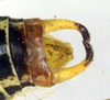 CollectionObject 1501850; cc03bfc7-af62-4f2b-92d7-5e02c97b3586: male cerci, dorsal view (paratype of Poecilimon walteri). (CollectionObject).