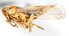 Habitus, lateral view on Delphacodes kuscheli Fennah, 1955: (Observation).