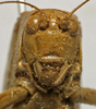 CollectionObject 1535908; 36f725c3-de8e-4d3d-8dc8-ee418e4ab55c: male face (syntype of S. olivaceoviridis). (CollectionObject).