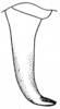 Arethaea mescalero Hebard, 1936: Fig. 7 (after paratype). male cercus, dorsal view. (Otu).