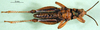 CollectionObject 1501239; 1d78f5f7-d185-4827-87e9-ed12890fc309, DORSA BA000802S01: male, ventral view (holotype of Ixalidium usambaricum). (CollectionObject).