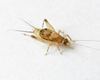 CollectionObject 1584855; a018afe5-64f4-4a1a-87be-01e0196fa938: male. (CollectionObject).