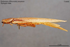 CollectionObject 1573439; MVMA T 4444, 4bdd4847-fe3b-4ca0-b296-f72576755439: Copyright Museum Victoria / CC BY. Syntype, male, lateral. (CollectionObject).