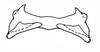 Brownacris karruensis Brown, 1972: Fig. 25. epiphallus. (Otu).