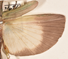 CollectionObject 1558284; 9fc7ed33-3550-471f-8e14-9c3838d7ce4c: copyright OUMNH. female wings (syntype). (CollectionObject).;CollectionObject 1558285; ad47c116-5c57-4e7d-af86-1e2d66166cd2: copyright OUMNH. female wings (syntype). (CollectionObject).