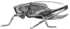 Sphyrometopa femorata Carl, 1908: Fig. 14 (after type specimen). female habitus (Conocephalus diversus; body length 20 mm. tegmina 10 mm, ovipositor 9 mm). (Otu).