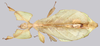 CollectionObject 1591407; 5e1b48b6-a134-4cbc-81c7-04a5016d50fe: copyright ISAS Yunan. female, dorsal view (holotype). (CollectionObject).