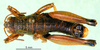 CollectionObject 1567292; f761c37c-2173-4ff9-a001-1cd4e1123090: male, dorsal view (paralectotype). (CollectionObject).