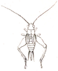 Lissotrachelus ferrugineonotatus Brunner von Wattenwyl, 1893: Pl. VI, Fig, 74. female (body length 7 mm, tegmina 3 mm). (Otu).