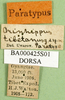 CollectionObject 1502886; 7cd07786-9c8f-43b6-9712-27636139b8e3: labels (paratype). (CollectionObject).
