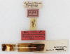 CollectionObject 1532181; f14100e0-ffd9-4d42-8fdb-0114eb63d20a: labels (holotype). (CollectionObject).