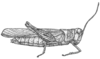 Heliastus sumichrasti (Saussure, 1861): P. 403, Fig. 3 (after type). female, lateral view (H. costaricensis). (Otu).