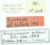 CollectionObject 1532572; 961b817b-f95e-43ed-8e4b-cba1d711ab31: female, labels (holotype of Amorphopus griseus). (CollectionObject).