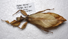 CollectionObject 1581343; a2b3837b-149d-4220-98cf-bd80f151703c: copyright ZRC Singapore. female, dorsal view (paratype). (CollectionObject).;CollectionObject 1581344; 10a2ae77-0789-48d0-8ed5-f68a7fd10f6d: copyright ZRC Singapore. female, dorsal view (paratype). (CollectionObject).