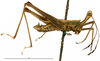 CollectionObject 1581844; dfb5258b-b321-451e-8717-c3e5f845235b: male, lateral view (holotype). (CollectionObject).