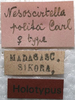 CollectionObject 1505862; 194c67dd-bbfa-4e0a-8203-bed6f453dd59: female label (holotype). (CollectionObject).