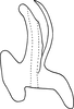 Aedeagus, lateral view on Erythridula dowelli (Beamer, 1932): Aedeagus (holotype), lateral view. (Observation).