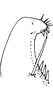Subgenital plate: Subgenital plate (D. neka Dwor.). (Observation).