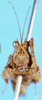 CollectionObject 1505057; 6057451a-b069-4f50-b625-1119b7a15d2f: female, frontal view (syntype). (CollectionObject).