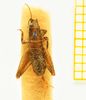 CollectionObject 1539948; 419a9490-fbbf-41de-8fbd-76ea0e051891: female, dorsal view (syntype). (CollectionObject).
