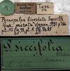 CollectionObject 1539800; 5ddb1771-fca9-40a7-84c2-d065d60ed469: labels (holotype of variety morata). (CollectionObject).