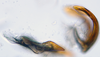 Aedeagus, lateral view: (Observation).