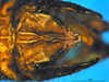 CollectionObject 1521404; 345bb1b9-dfaa-442b-9a08-1662e7382539: male, epiproc (holotype). (CollectionObject).