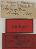 CollectionObject 1582529; 1a2b6839-ab98-4c14-81cd-21b02294dad4: labels (syntype). (CollectionObject).
