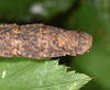 Neooxyartes zomproi Ho, 2018: copyright Paul D. Brock. female: end of abdomen, dorsal view; culture stock ex. Vietnam: Phong Dien NP. (Otu).