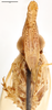 Head on Dorysarthrus alfierii Bergevin, 1924: (Observation).
