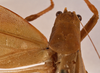 CollectionObject 1534634; 6732e31c-1c3c-4029-bc1c-a16a0876c3cd: female pronotum dorsal (holotype). (CollectionObject).