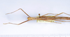 CollectionObject 1590082; 3f68a9ae-43ee-444f-8867-92023ed8e6e1: copyright MNHN, Paris. male: head & thorax, dorsal view (holotype). (CollectionObject).